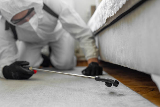Professional Bed Bug Control technician working in Sevier County County, AR